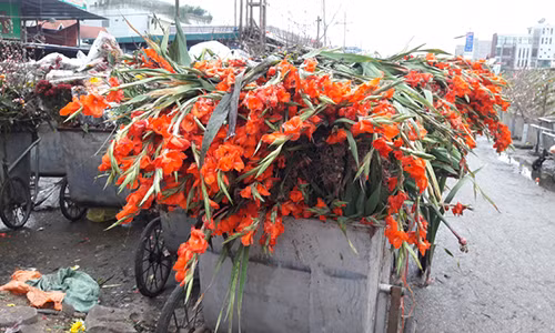 Những bông hoa lay ơn nở đỏ rực vứt chất đống trong thùng rác. Những bông hoa lay ơn nở đỏ rực vứt chất đống trong thùng rác.