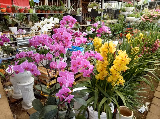 Chủ nhân của vườn hoa tết này là chị Lường Thị Thanh Huyền, ở tổ 4, (phường Tô Hiệu, thành phố Sơn La, tỉnh Sơn La). Từ sở thích, đam mê với hoa, năm 2013, chị Huyền đã bỏ vốn xây dựng nhà giàn rộng chừng 500 m2 để trồng, có có máy che, giàn treo hoa để trưng bày hoa. Chị đặt tên cho vườn hoa của mình là vườn hoa Bảo Trâm.