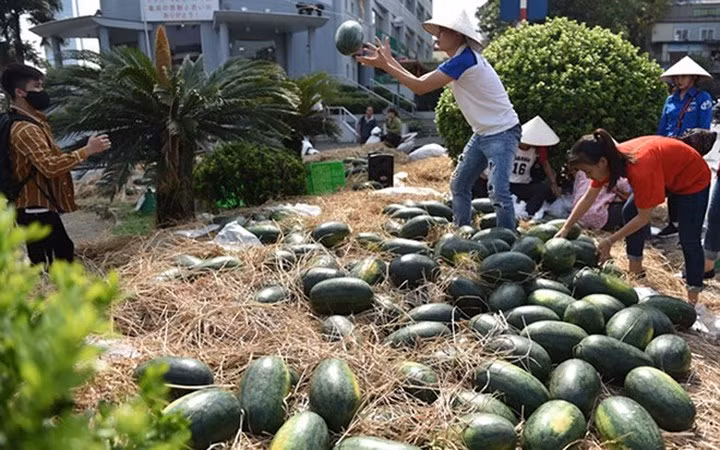 Sinh viên giải cứu dưa hấu Quảng Nam tại Hà Nội. (Ảnh: Infonet)