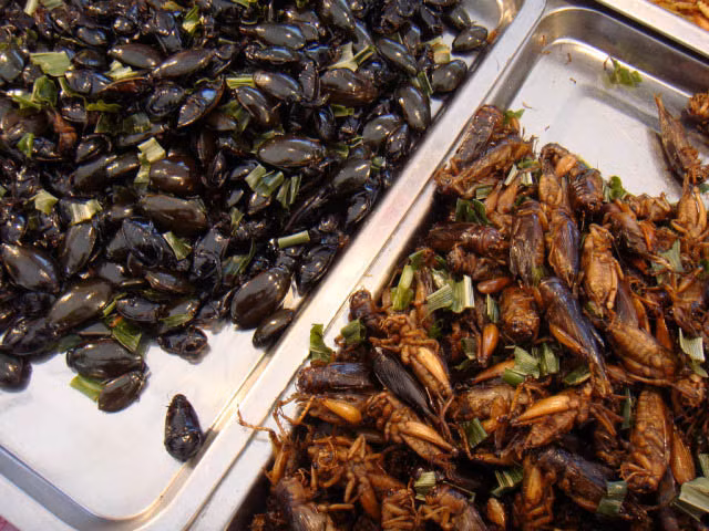 2. Côn trùng chiên, Thái Lan Món con trùng chiên thường sử dụng gia vị đặc biệt để kích thích vị giác, thường ăn kèm với sốt tiêu vàng đặc biệt. Món ăn này phải nhấm nháp thêm chút bia rất thích hợp.