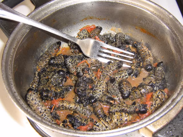 5. Sâu Mopane, châu Phi Đây là một loài sâu bướm thường thấy trên lá của cây Mopane. Ở một số nơi của Nam Phi như Zimbabwe, Namibia, Botswana, người ta sẽ phơi khô, đem chiên hoặc ăn sống.