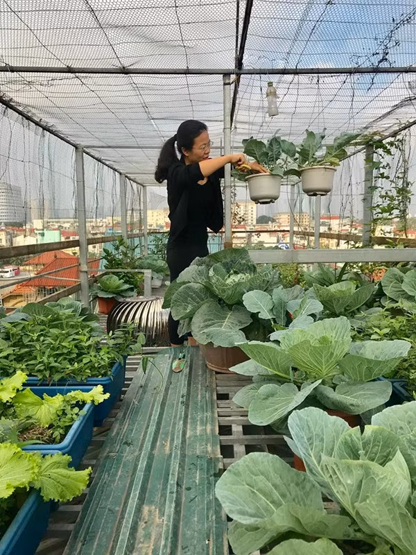 Chia sẻ bí quyết trồng rau sạch cho các gia đình thành thị, chị Huyền bật mí, sau mỗi vụ trồng chị Huyền sẽ xới đất lên phơi, để ải khoảng 1 tuần hoặc 10 ngày, sau đó bổ sung phân bò, gà và phân vi sinh để bổ sung chất dinh dưỡng. Nên tưới rau đều đặn hàng ngày vào buổi sáng và buổi tối. Với các loại rau, hoa trồng chậu treo trên cao thì đất trồng phải mịn, thoát nước tốt. Mặc dù diện tích vườn rau không lớn nhưng do khéo léo sắp xếp, bài trí thành 2 tầng nên khi vườn treo “Made by chị Huyền” lúc nào cũng xum xuê các loại rau, củ, quả và hoa thơm ngát. Đã mấy năm nay, gia đình chị Huyền không phải đi chợ mua rau mà được thưởng thức rau quả tươi, sạch nhà tự trồng ngay giữa chốn thành thị.