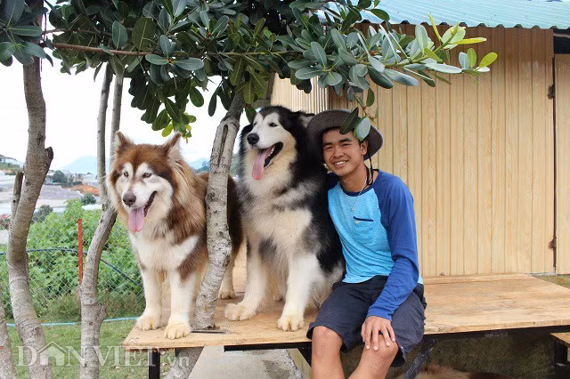 Chủ nhân của trang trại chó với chú chó Alaska có tên Ben (màu đen trắng) và San. Được biết, trang trại của chàng trai 9X được gây dựng nên từ hai chú chó Alaska cách đây 7 năm và Ben là con của hai con bố mẹ đầu tiên ấy. Đến nay, Ben đã được 3,5 tuổi, được cho là chú chó đầu đàn. Ben nặng khoảng 50kg.