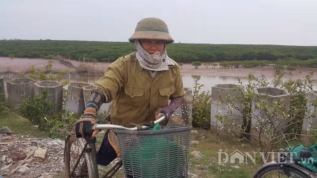“Biết là lạnh nhưng thôi sắp Tết rồi còn nhiều thứ phải trông lắm, thôi cố gắng chịu lạnh đi bắt vậy, dù sao bắt con này công nó cũng cao, chịu khó lạnh mấy tiếng là có thể kiếm được mấy trăm ngàn rồi.” chị Hồng chia sẻ.