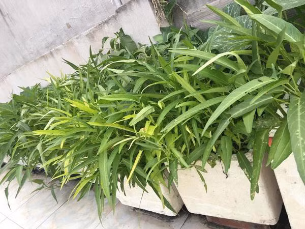 Thời gian đầu trồng, chị cũng chưa có nhiều kinh nghiệm nên trồng rau chậm lớn, còi cọc. Sau một thời gian lên mạng tìm hiểu, học hỏi từ những người đi trước chị bắt đầu tích lũy cho mình những kinh nghiệm của một nông dân sân thượng.