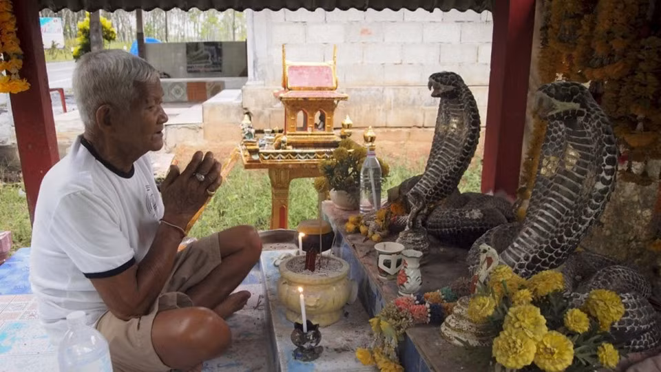 Đối với nhiều người, rắn hổ mang là loài động vật đáng sợ bởi chúng có nọc độc gây chết người. Tuy nhiên với người dân làng Namaipai, sự xuất hiện của loài rắn này lại là điều tốt lành. "Từ ngày có rắn thiên thần bò vào nhà, công việc của tôi trở nên thuận lợi hơn, sức khỏe cũng tốt hơn rất nhiều", cô Aree Sukanan, người dân làng Namaipai, nói. Ảnh:Tibor Krausz.