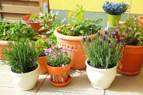 Bạn có thể trồng đủ các loài cây yêu thích vào những chiếc chậu to nhỏ khác nhau. Thật đơn giản để bạn có được một góc yêu thương ngay cạnh bàn ăn hay khu vực nấu nướng.