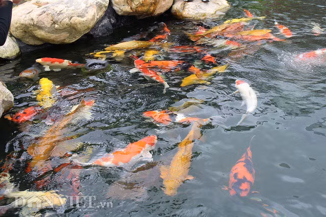 Tan mat dan ca Koi 
