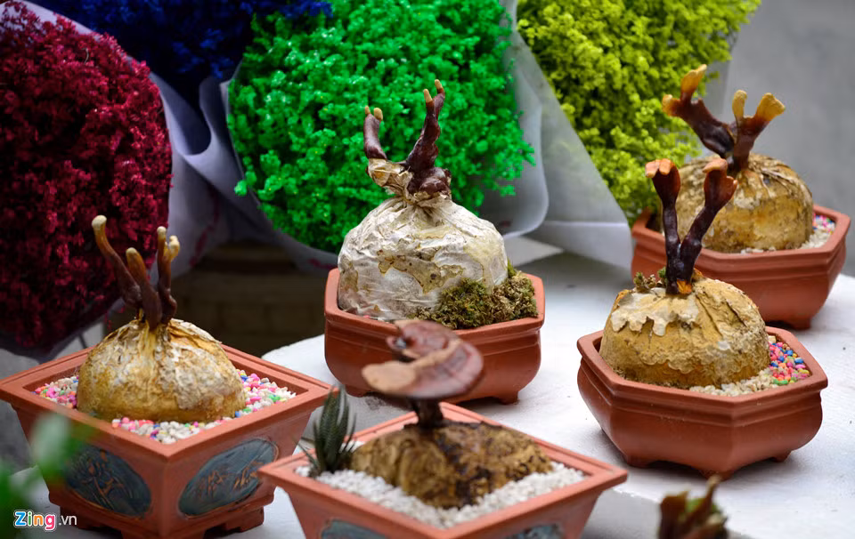 Nấm linh chi tạo thành những chậu cây cảnh bonsai mất từ 4 - 6 tháng ươm, trồng. Theo anh Hoàng, ở Hà Nội chỉ có gian hàng của anh bán những chậu cây cảnh bằng nấm linh chi thật. Một số cửa hàng nơi khác họ thiết kế từ nhựa và nhiều chất liệu.