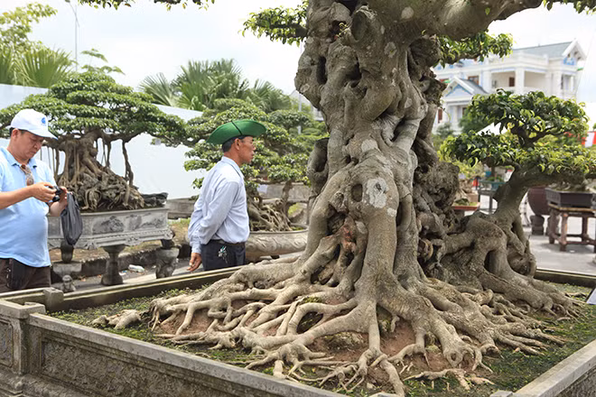 Phần gốc cây có một cây nhỏ như cháu chắt vui đùa bên ông bà.
