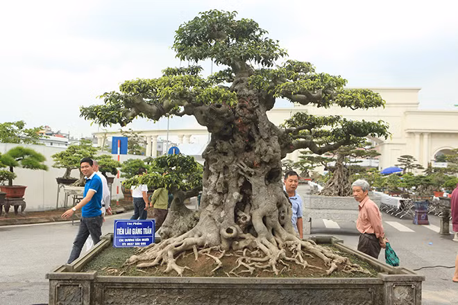 Mới đây, cây sanh có tên "tiên lão giáng trần" xuất hiện tại Triển lãm Sinh vật cảnh Hải Dương khiến giới chơi cây sửng sốt.