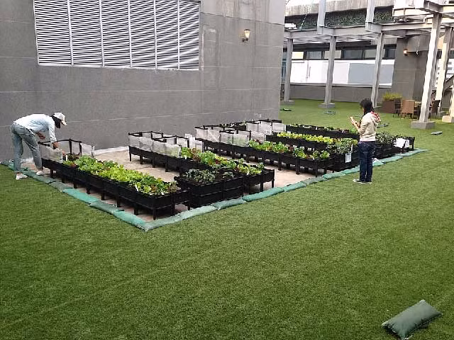 Các trang trại trồng rau kiểu này đã giúp đỡ các cư dân Hồng Kông – những người cô đơn, bị căng thẳng vì làm việc quá sức được giải tỏa và hạnh phúc hơn bằng cách cho phép họ có không gian trò chuyện cùng bạn bè và hòa mình vào thiên nhiên,