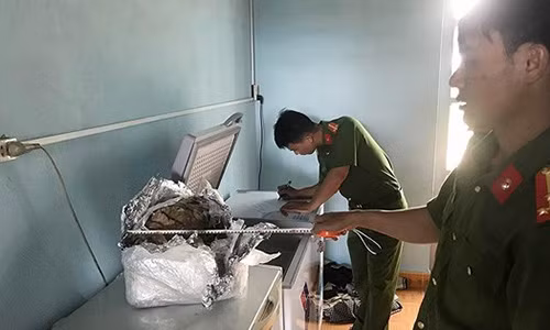 Cá thể hổ phát hiện tại cơ sở gỗ.