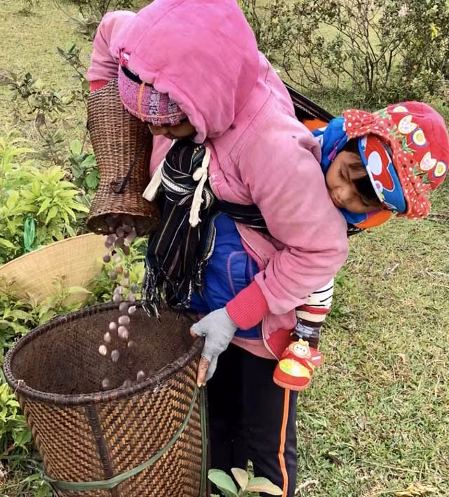 Len thao nguyen Bui Hui hai sim, kiem tien trieu 