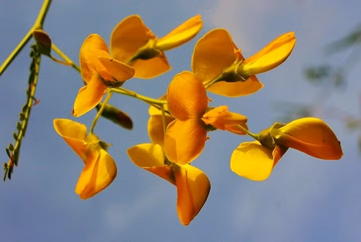 Cây điên điển là loại cây hoang dã, sau đó được người dân trồng phát triển thêm. Cây với những chùm hoa vàng rực đặc trưng trở thành dấu hiệu nhận biết mùa lũ. Cây điên điển sống quanh năm, mùa thu hoạch bông chính vụ là vào khoảng từ tháng 8 đến tháng 11 hàng năm. (Ảnh: Dân Việt)