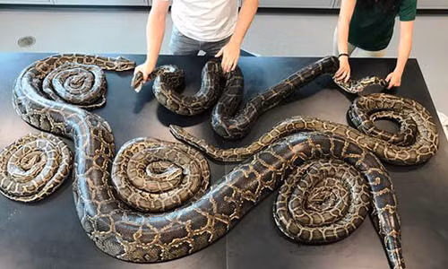 "Bữa tiệc thác loạn” lớn chưa từng có của trăn khổng lồ.