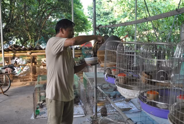 Theo ông Lĩnh, người nuôi chim cảnh cần phải có đam mê và thực sự yêu thích chúng. Không chỉ mang lại nguồn thu nhập ổn định hơn 200 triệu đồng/năm. Nghề nuôi chim cu gáy đã góp phần giữ lại những âm thanh trong trẻo và thanh bình hiếm hoi của làng quê...