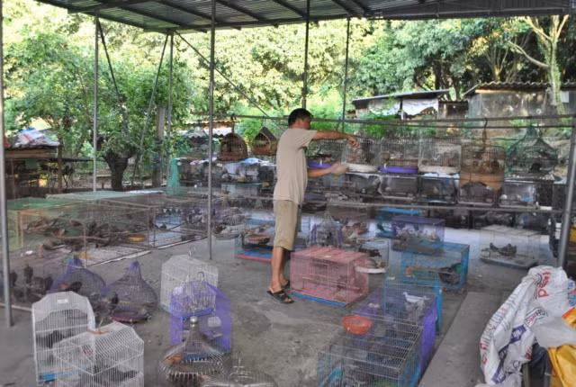 Chim cu gáy có thể sinh sản hầu như quanh năm, trừ một số tháng mùa đông rét mướt. Chuồng chim đẻ mỗi ô 2 con trống, 1 con mái, trứng chim ấp khoảng 2 tuần thì nở. Đây là loài chim hoang dã nên dễ chăm, thức ăn đa dạng như thóc, ngô... và khả năng kháng bệnh tốt.