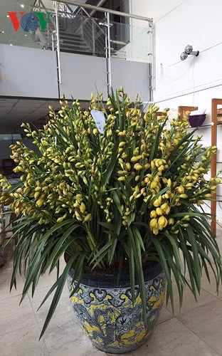 Ang hoa địa lan hàng trăm cành cùng mức giá "khủng" 680 triệu đồng cũng đã được khách đặt mua.