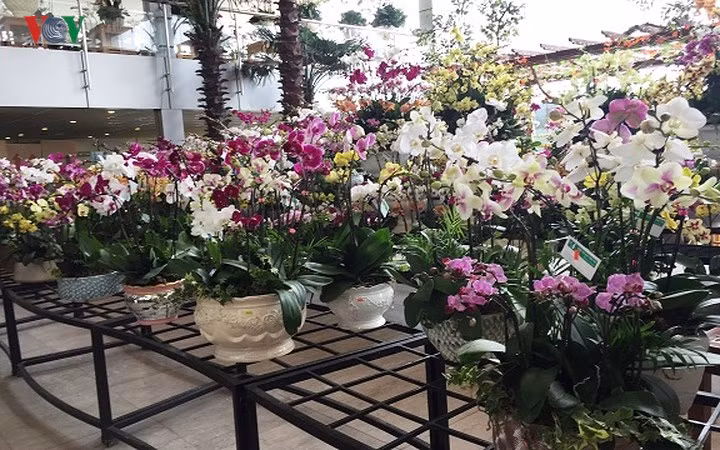 Đặc biệt do hoa được trồng từ nhỏ tại chậu nguyên nên cụm cây rất khỏe, bông lâu tàn.