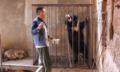 Yang đã nuôi con gấu đen suốt 3 năm qua, tưởng là chó. Yang đã nuôi con gấu đen suốt 3 năm qua, tưởng là chó.