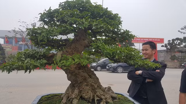 Do có dáng, thế đẹp nên hiện cây kiểng của anh Toản đã có nhiều đại gia và dân chơi cây khắp các tỉnh đến thăm quan, hỏi mua. "Thời gian qua đã có nhiều khách đến thăm và trả hơn 200 triệu đồng, nhưng vì chưa được giá nên tôi chưa thể xuất vườn được" - anh Toản chia sẻ.