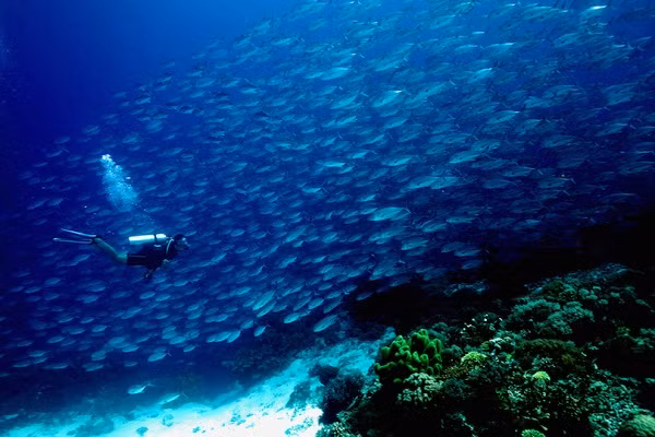 8. Tubbataha Reef Tubbataha Reef là một trong những điểm đến lặn biển tốt nhất ở Philippines. Rạn san hô được tạo thành từ hai đảo san hô, đảo Bắc và Đảo san hô phía Nam, cách nhau bởi một kênh rộng khoảng 8km. Nó không chỉ là một nơi lý tưởng để lặn biển mà còn là môi trường sống tuyệt vời cho nhiều quần thể cá. Nơi này không có cư dân vĩnh viễn và rạn san hô chỉ được ngư dân và thợ lặn viếng thăm.