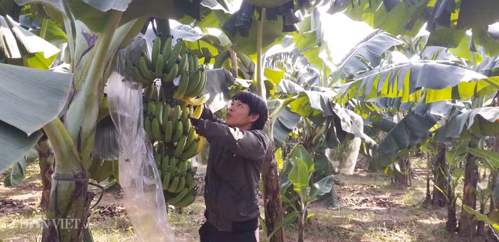 Anh Tuấn bắt đầu phải chặt các buồn chuối chín non mong cố bán vớt vát lại chút vốn.