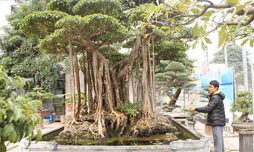 Siêu cây sanh 'Chung một cội nguồn' của đại gia Hà Thành. Ảnh: Dân trí