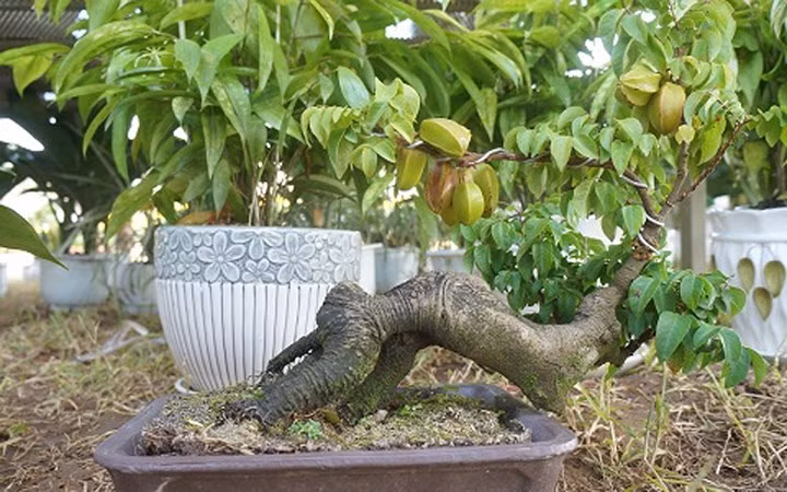 Cây “mini” nhưng giá không “mini” chút nào. (Ảnh: Dân Việt)