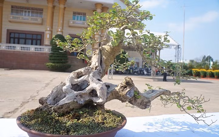 Đây là những "tuyệt tác" có giá cả cây vàng. (Ảnh: Dân Việt)