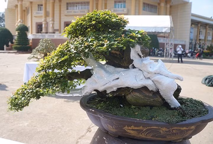 Cây cảnh bonsai mini tuy có giá cao nhưng vẫn được giới chơi cây cảnh "săn lùng". (Ảnh: Dân Việt)