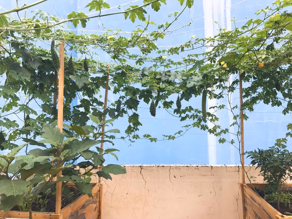 Bên cạnh cây và rau được trồng ở mặt sàn sân thượng, chị Ngọc còn thiết kế giàn bằng kẽm chắc chắn để trồng thêm các loại cây leo giàn như bầu, bí, mướp…