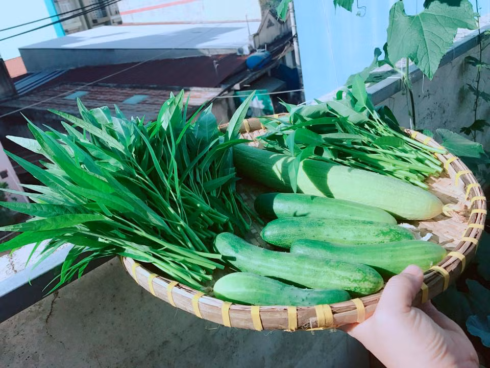 Với khoảng sân thượng nhỏ nhắn ấy, quanh năm gia đình chị không lo có rau ăn vì chủ yếu, chị trồng rau theo mùa, luân canh để luôn có đủ rau cho cả nhà. Mỗi ngày, dù bận bịu với đủ công việc, nhưng khi về nhà, chị Ngọc đều dành thời gian để chăm chút cho khu vườn nhỏ xinh của gia đình mình.