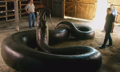 Titanoboa được coi là loài rắn khổng lồ có kích thước và trọng lượng lớn nhất từng tồn tại trên Trái đất. Titanoboa được coi là loài rắn khổng lồ có kích thước và trọng lượng lớn nhất từng tồn tại trên Trái đất.
