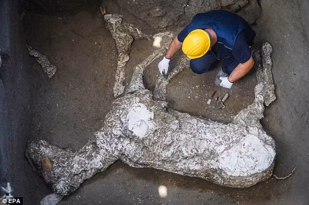 Xác ngựa được tìm thấy ở thành phố cổ Pompeii. Xác ngựa được tìm thấy ở thành phố cổ Pompeii.