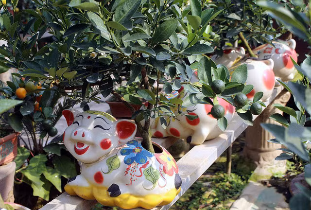 Giá của mỗi chú heo cõng quất bonsai dao động ở mức 2-5 triệu đồng.