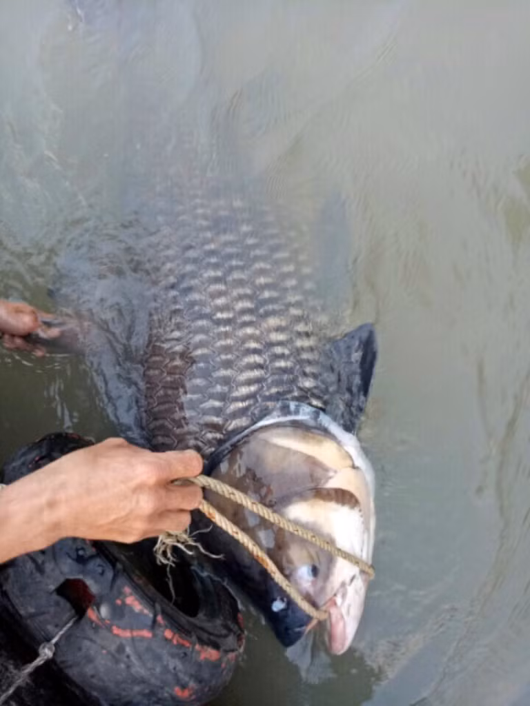 Con cá hô nặng 60 kg dính lưới của anh Dũng vào năm 2017 cũng trên nhánh sông Đồng Nai.