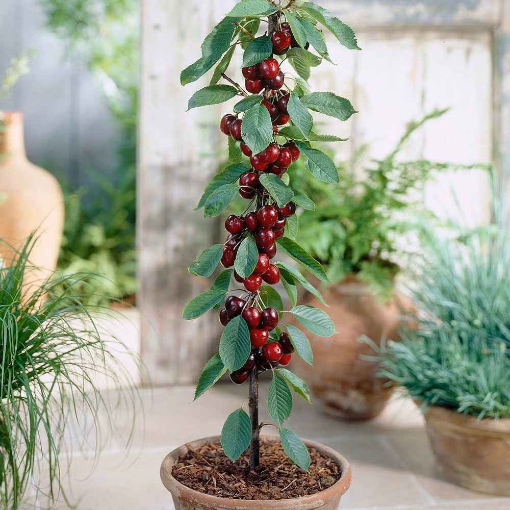 Meo trong cherry tai nha, vua de trang tri vua de lay qua