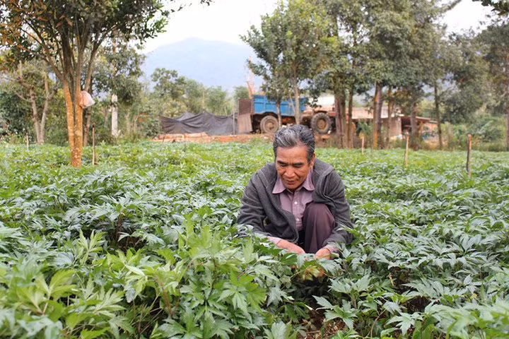 Lão nông Lê Văn Biết, xã Đông Thanh, huyện Lâm Hà, tỉnh Lâm Đồng nhờ vào trồng cây đương quy, mỗi năm gia đình ông thu 600 triệu đồng. (Ảnh: Dân Trí).