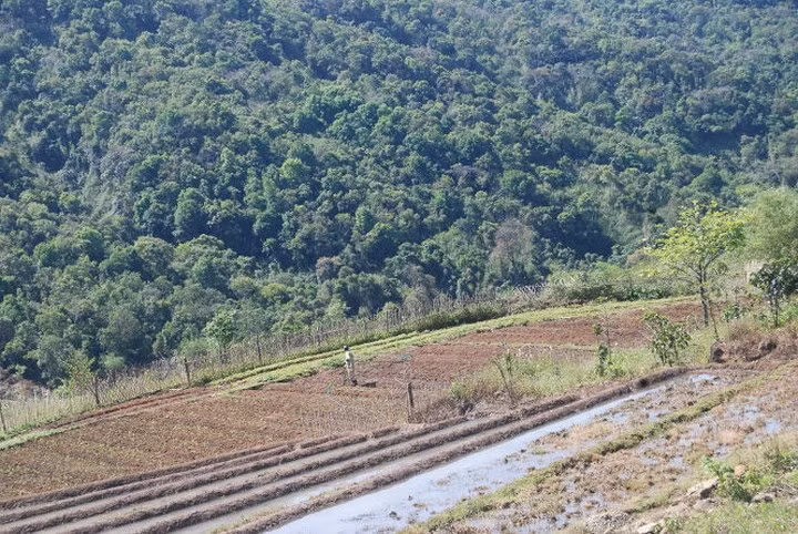 Người dân Xơ Đăng xã Ngọc Lây (huyện Tu Mơ Rông, tỉnh Kon Tum) trong vài năm qua đã khấm khá nhờ cây dược liệu đương quy. (Ảnh: Tuổi trẻ).