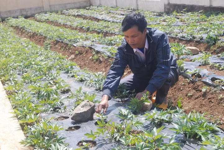 Đương quy trồng 9-12 tháng mới thu hoạch. Mỗi kg đương quy tươi có giá khoảng 70.000 đồng. (Ảnh: Tuổi trẻ).