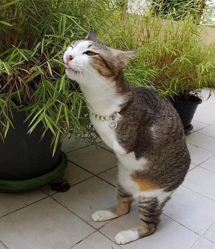 Able có thể trụ vững trên hai chân của mình.