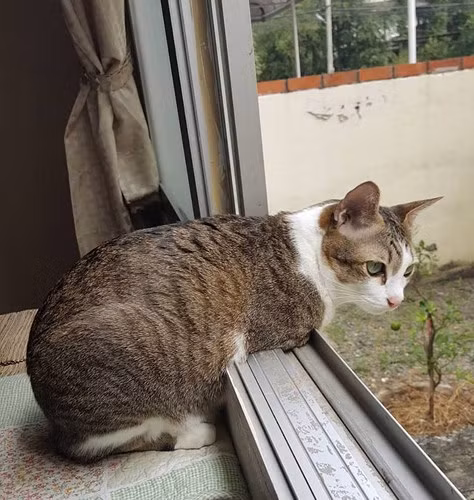 Chú mèo Able đã mất hai chân trước sau một pha giật điện mạnh. Chú được một người phụ nữ tìm thấy trên đường và mang về nhà nuôi.
