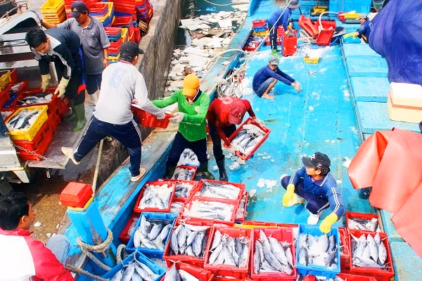 Trong khi đó, ngư dân Trần Văn Huệ (49 tuổi, huyện Hoài Nhơn), thuyền viên trên tàu BĐ 97777 TS cho biết: “Tàu chúng tôi trở về trúng gần 33 tấn cá, bán ra được 1,3 tỷ. Đi trong 20 ngày mà trúng như vậy là đậm lắm rồi. Những ngày đầu vừa ra được mấy ngày, chúng tôi vây bắt được nhiều mẻ cá lên đến 10 tấn. Hiện ngoài biển đang động, nên việc đánh bắt của chúng tôi cũng gặp nhiều nguy hiểm”.
