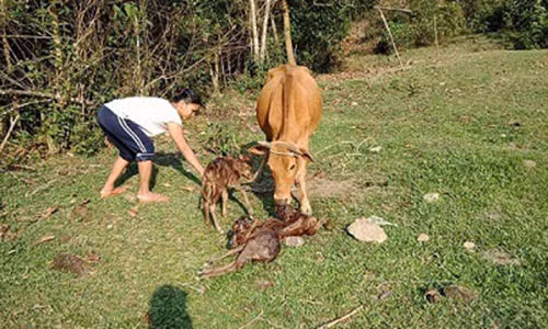 Kỳ lạ bò mẹ sinh ba con bê con ở Quảng Nam gây xôn xao dư luận - Ảnh Facbook bạn đọc