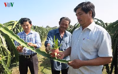 Thanh long là loài cây thuộc họ xương rồng, vụ tự nhiên chỉ ra trái vào mùa mưa. Một vườn thanh long ở xã Hàm Liêm, huyện Hàm Thuận Bắc.