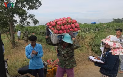 Chong khoảng 1 tháng, sau khi rút điện, dây thanh long sẽ cho ra búp.