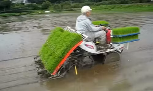 Nhung co may hai rau qua 