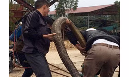 Người dân bắt được rắn "khủng" ở Vĩnh Phúc.